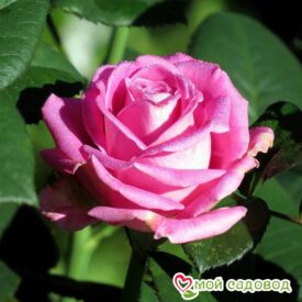 Роза чайно-гибридная Аква в Красный Куте