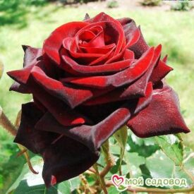 Роза Блек Мэджик в Красный Куте
