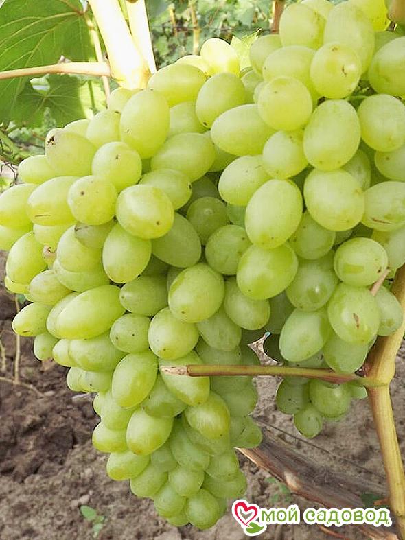 Виноград Осенний крупноплодный