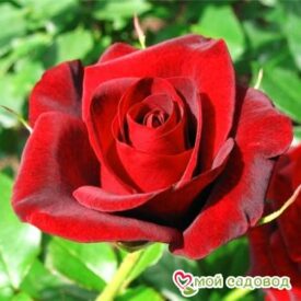 Роза Гран При в Красный Куте