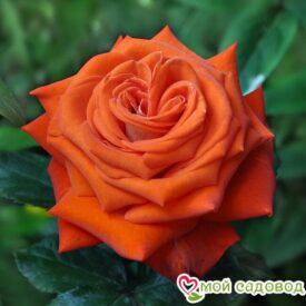 Роза чайно-гибридная Верано в Красный Куте