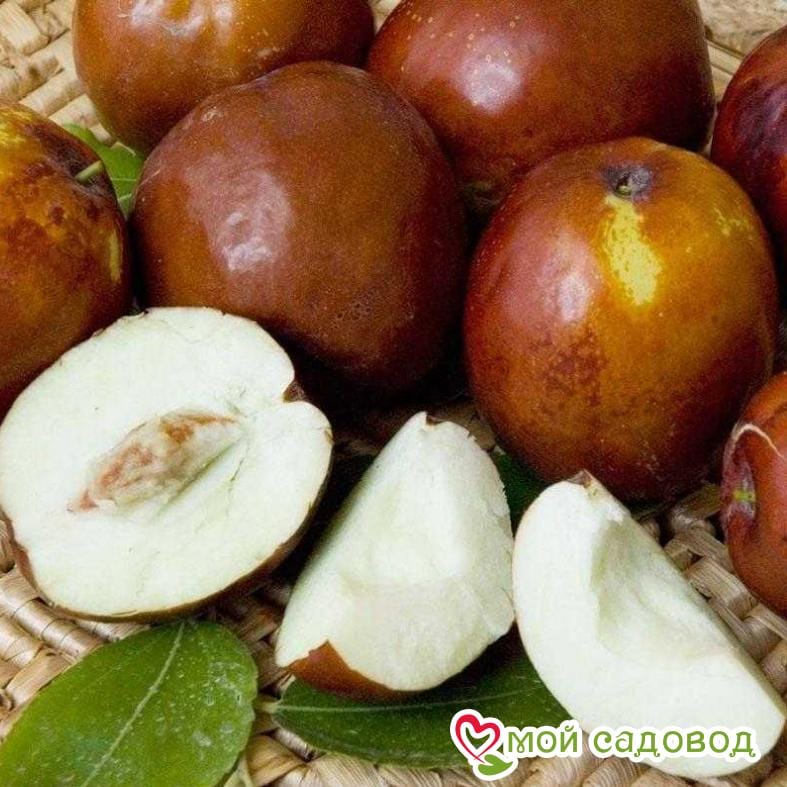 Зизифус "Лакомый" (Среднеспелые сорт)