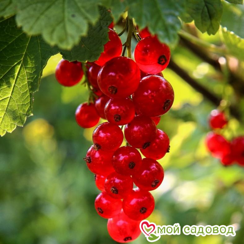 Красная смородина Святкова