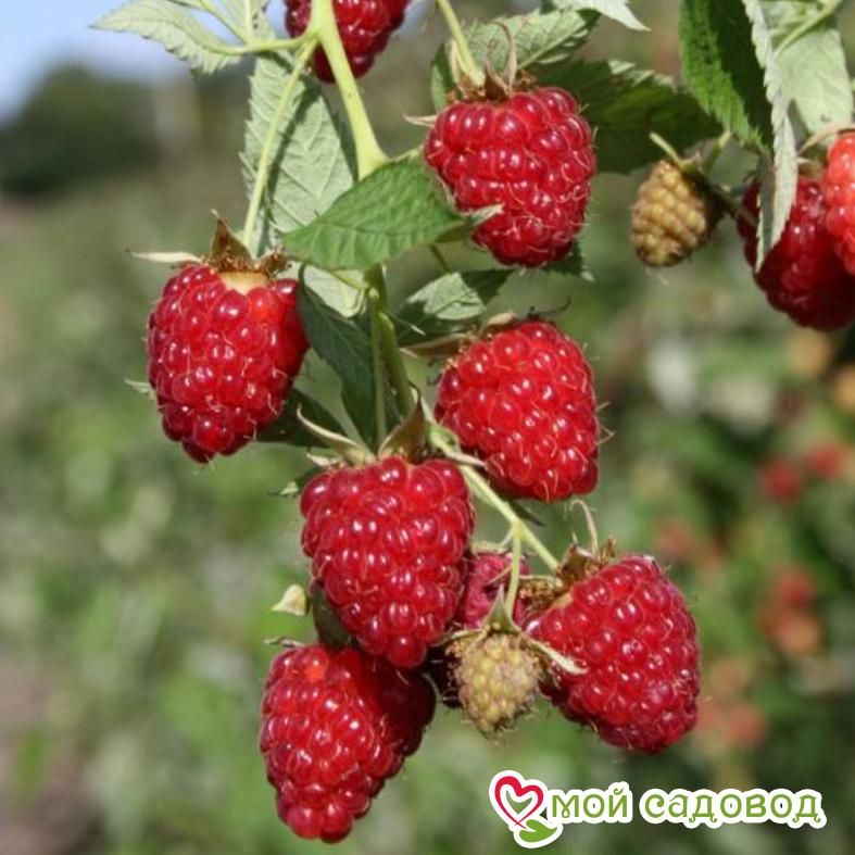 Малина ремонтантная Бриллиантовая