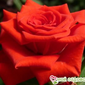 Роза чайно-гибридная Корвет в Красный Куте