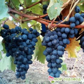 Виноград Молдова в Красный Куте