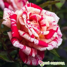 Роза чайно-гибридная Папагено в Красный Куте