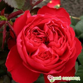 Роза Тиамо в Красный Куте