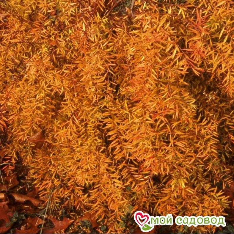 Спирея Тунберга "Oгонь" (Ogon)