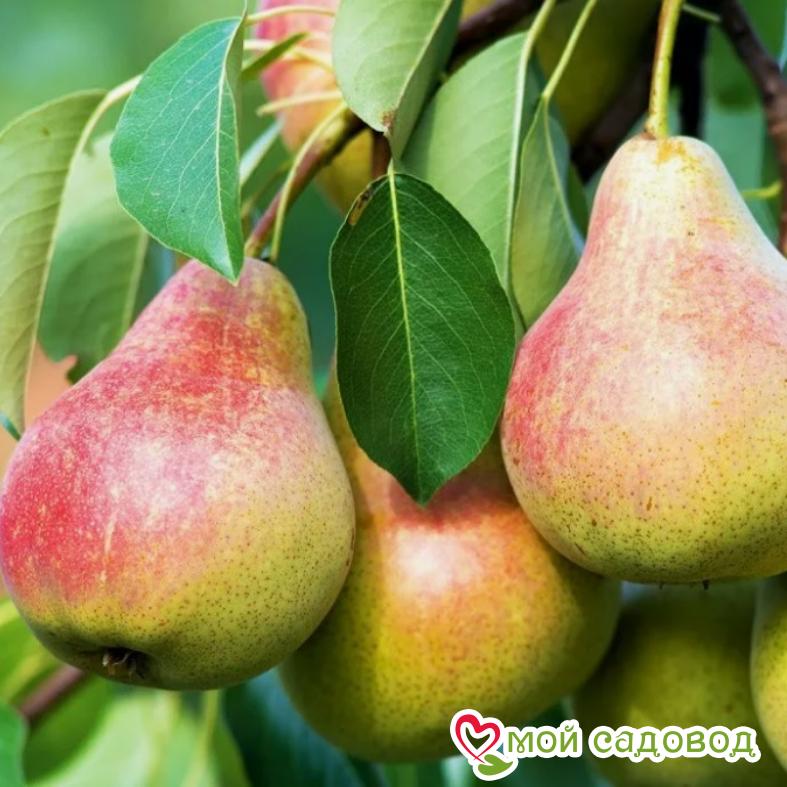 Груша Виктория