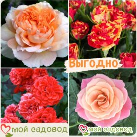 Комплект роз! Роза плетистая, спрей, чайн-гибридная и Английская роза в одном комплекте в Красный Куте