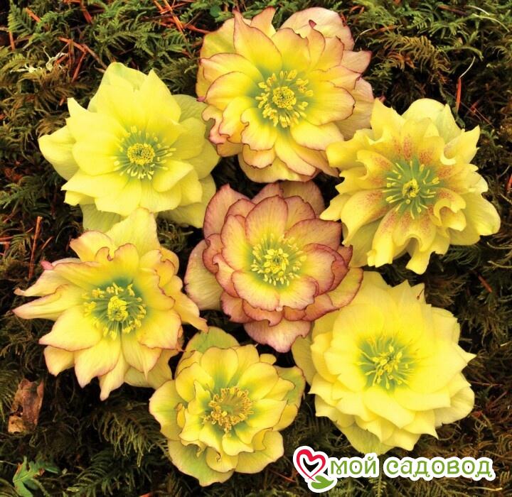 Морозник, комплект